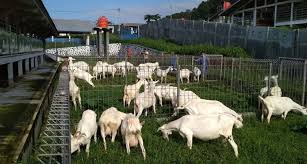 Menguasai Teknik Pembibitan Kambing Unggul agar Berkualitas
